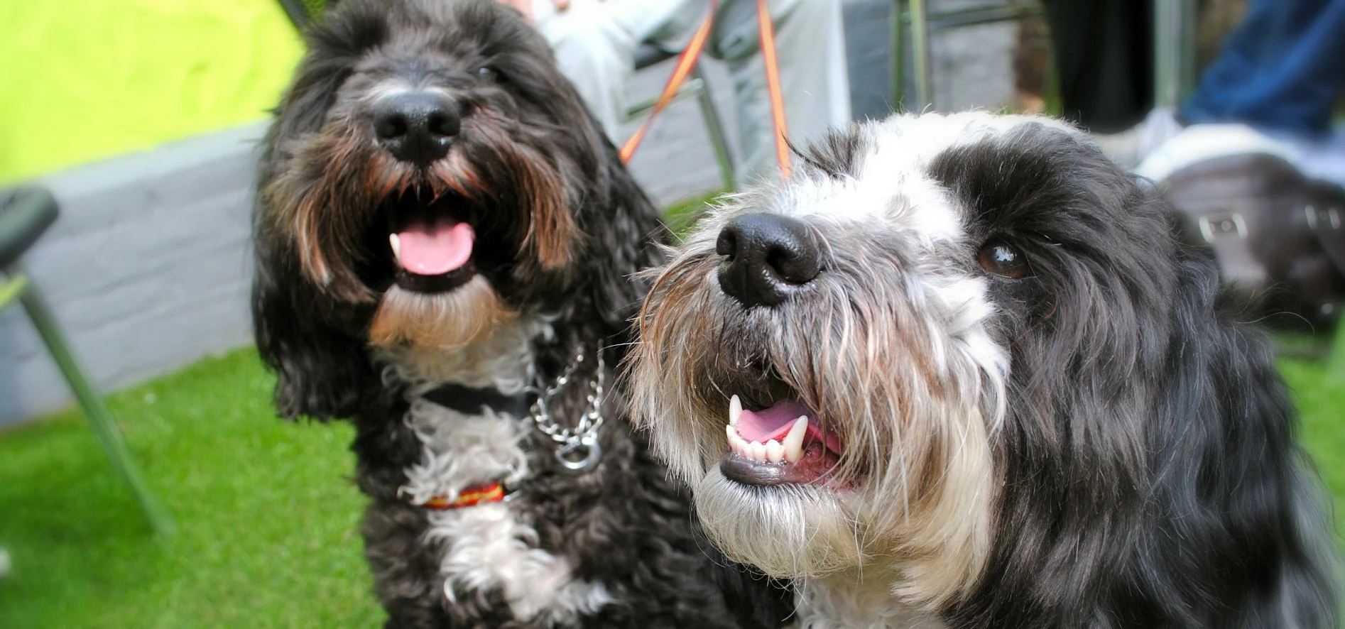 Ultimate Cafe welcomes four-legged guests 