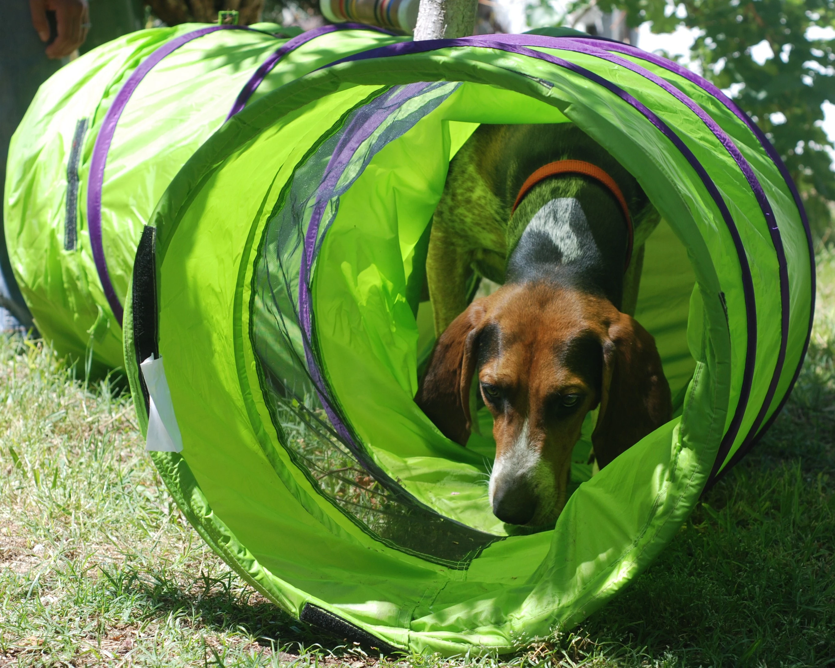 Tunneling Daisy