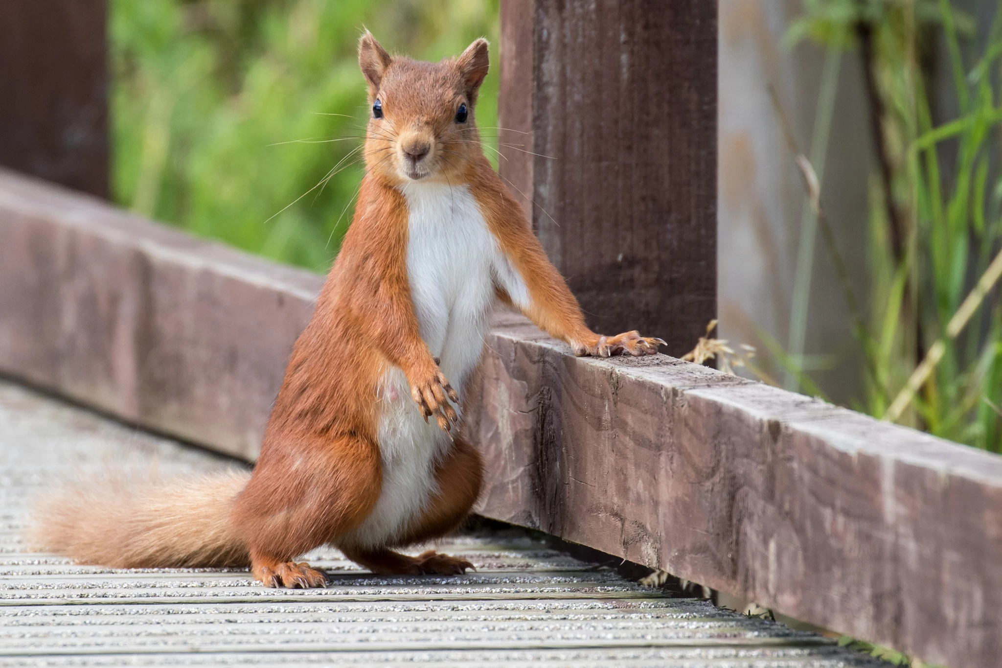 red squirrel