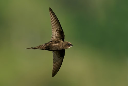 Swift bird