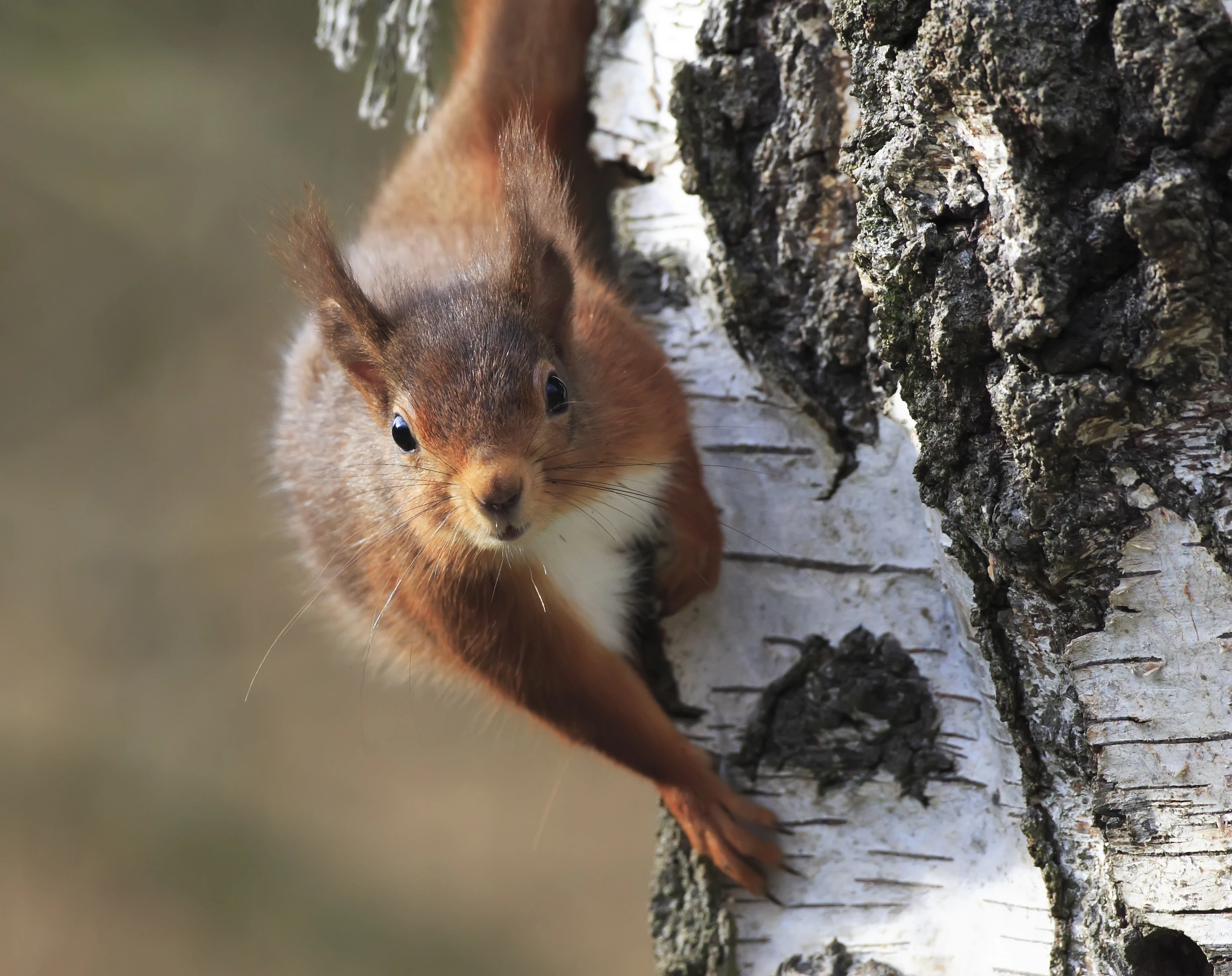 Red squirrel