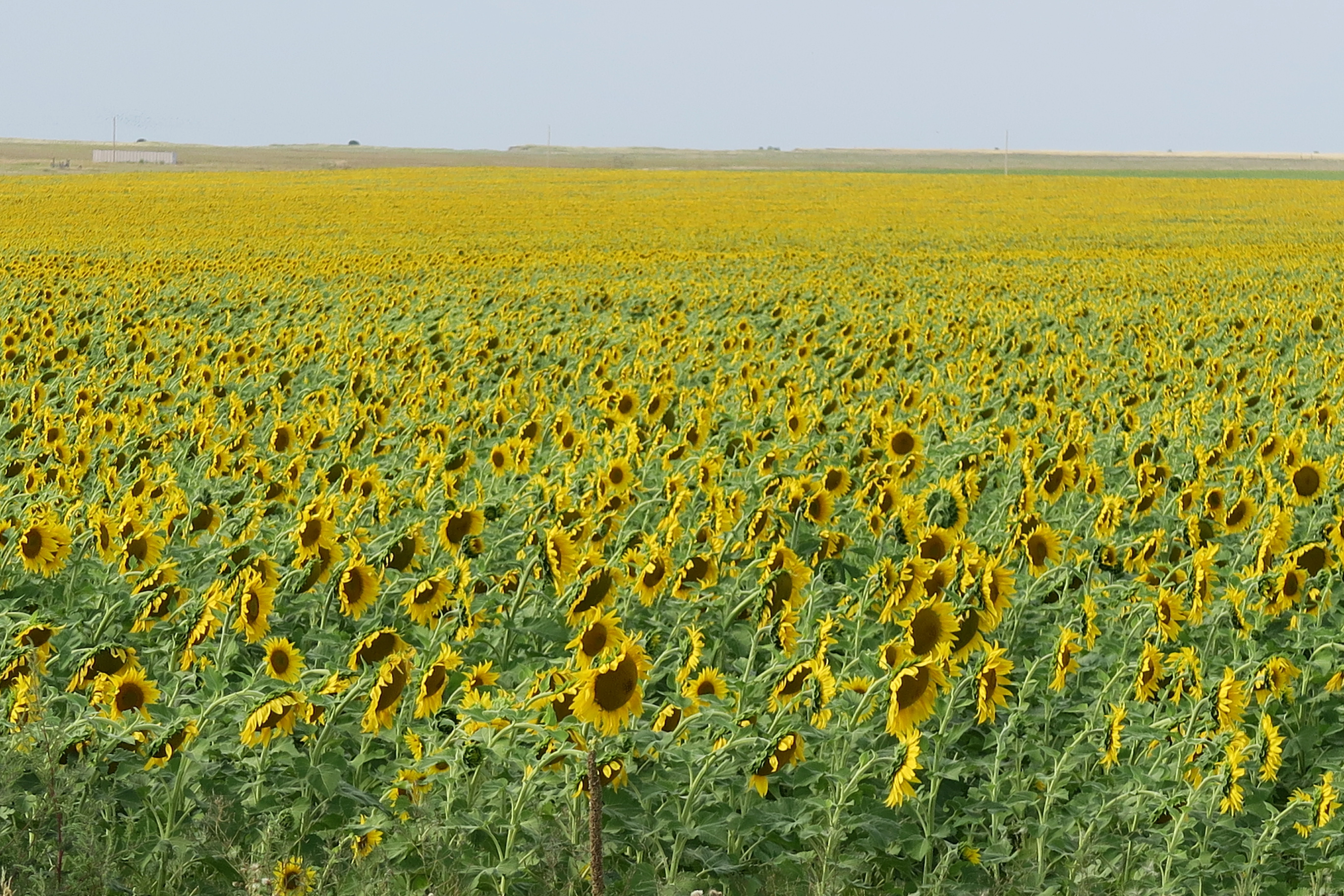 Sunflowers