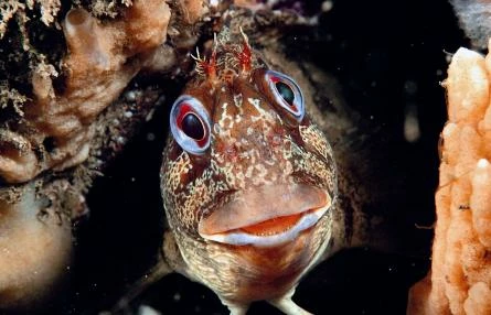 Tompot blenny