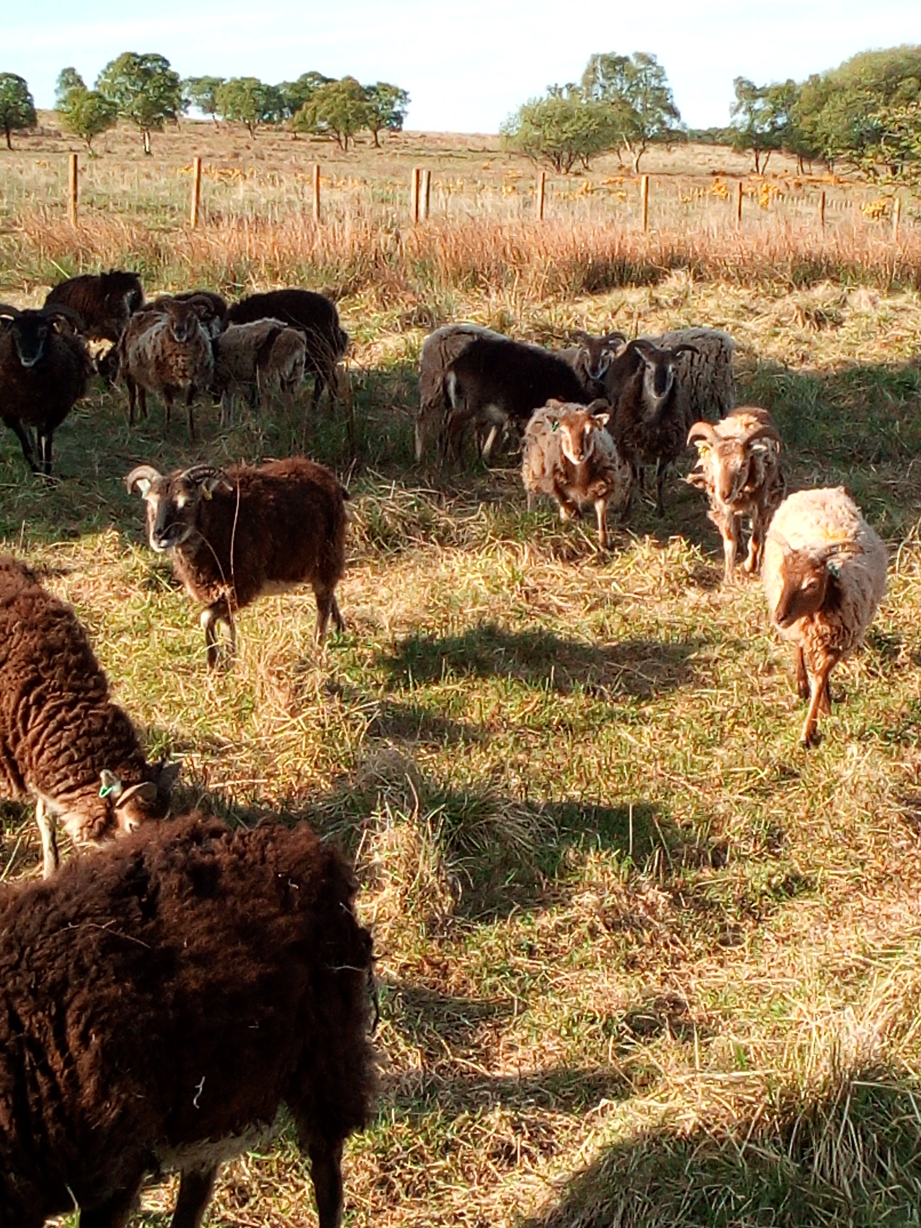 Soay sheep at Longhorsley