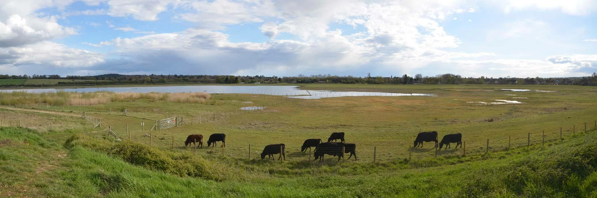 Tice's meadow rewilding project in Surrey