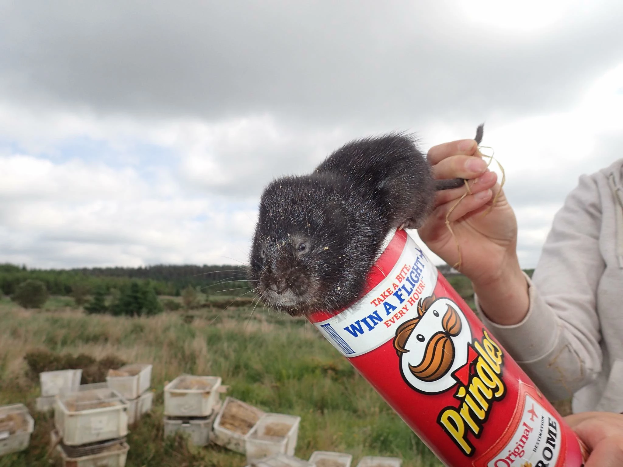 Water vole