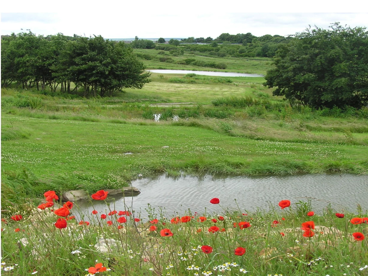 The SUDS scheme at the Manor.