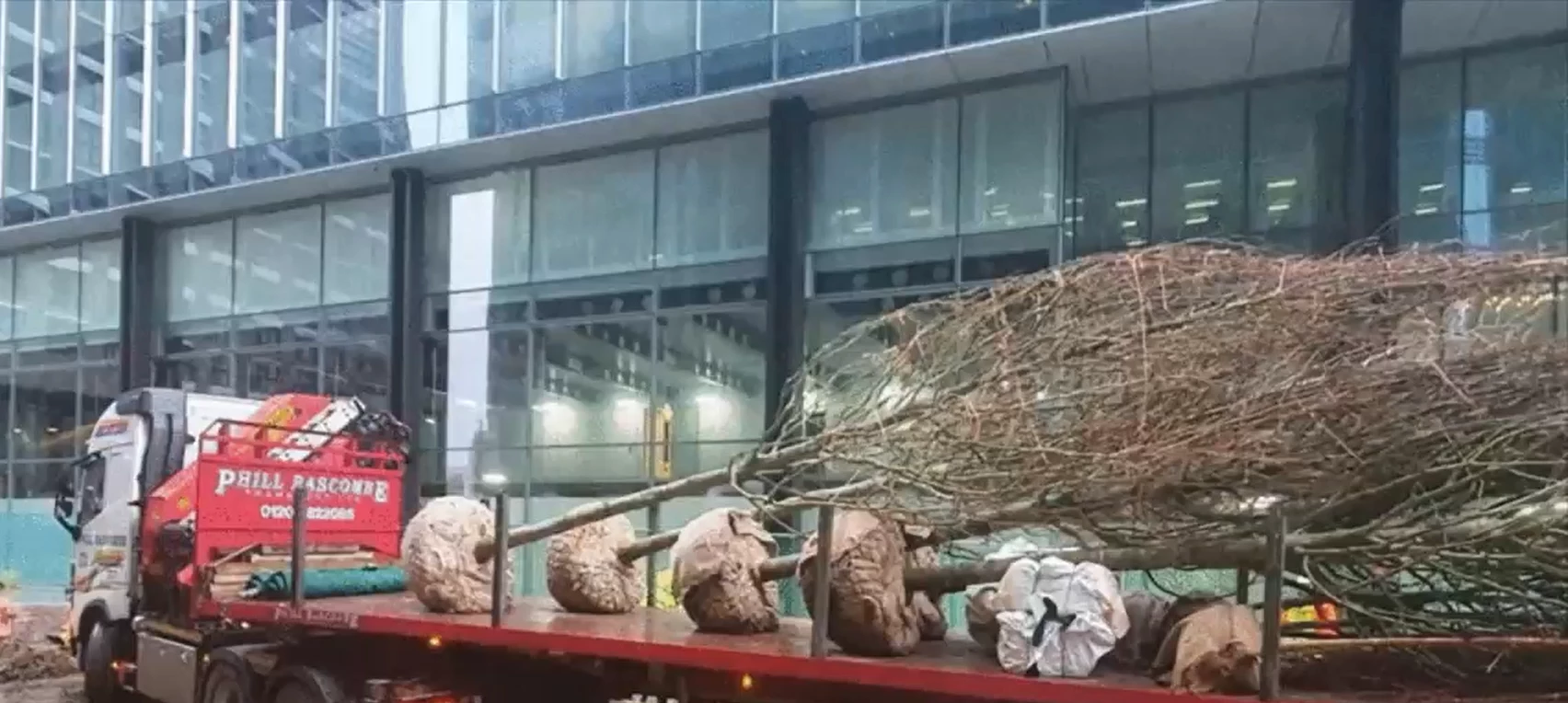 Panoramic Plant Thousands of New Trees Transforming Urban Spaces