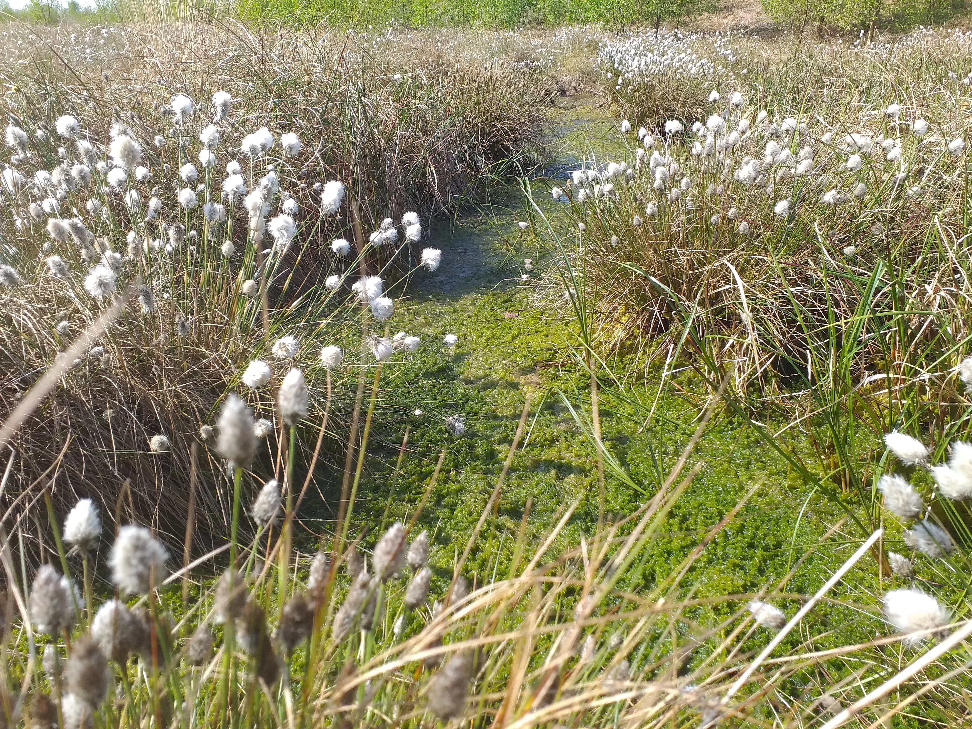 Little Woolden Moss Lancashire Wildlife Trust