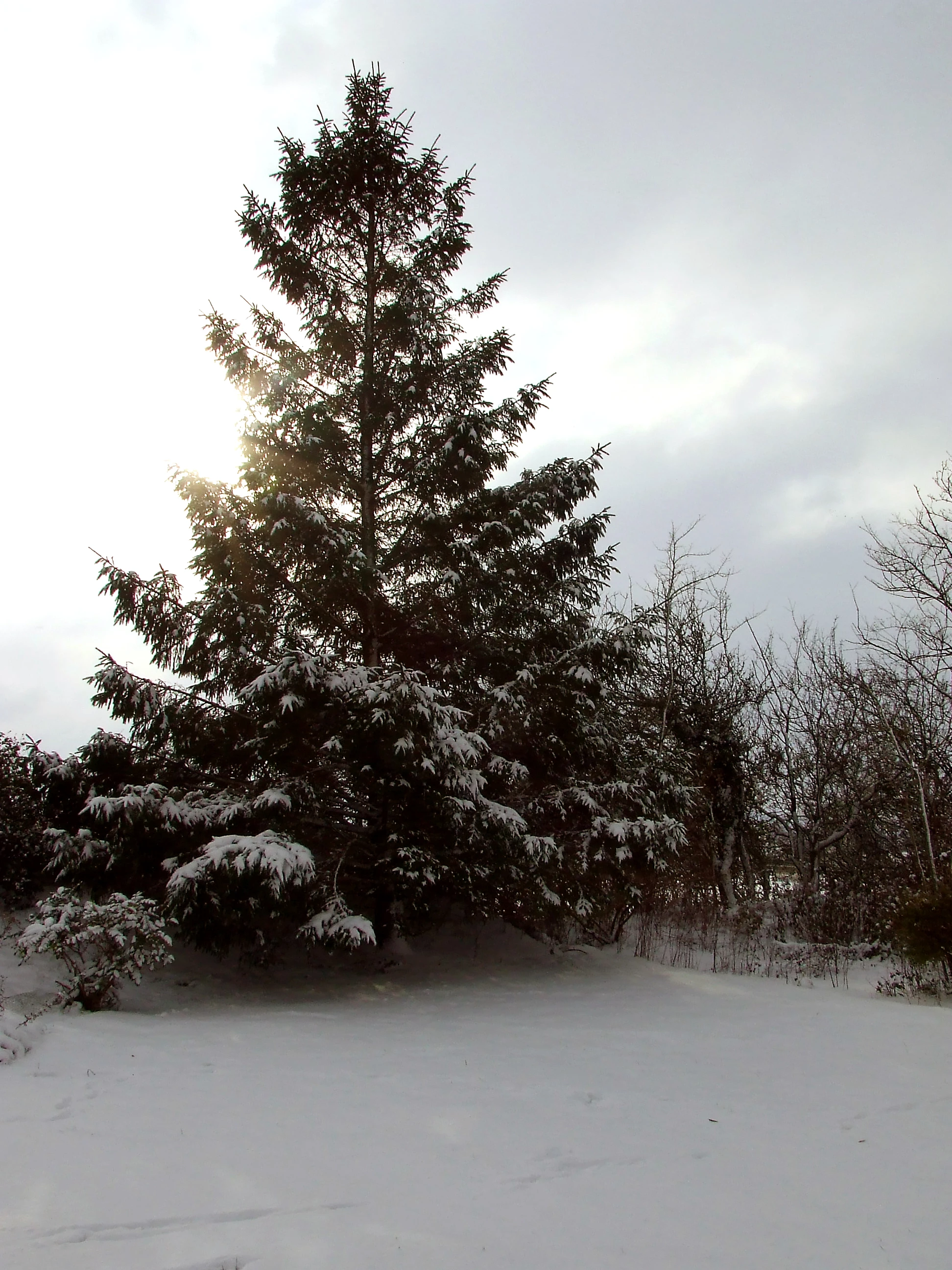 Christmas tree