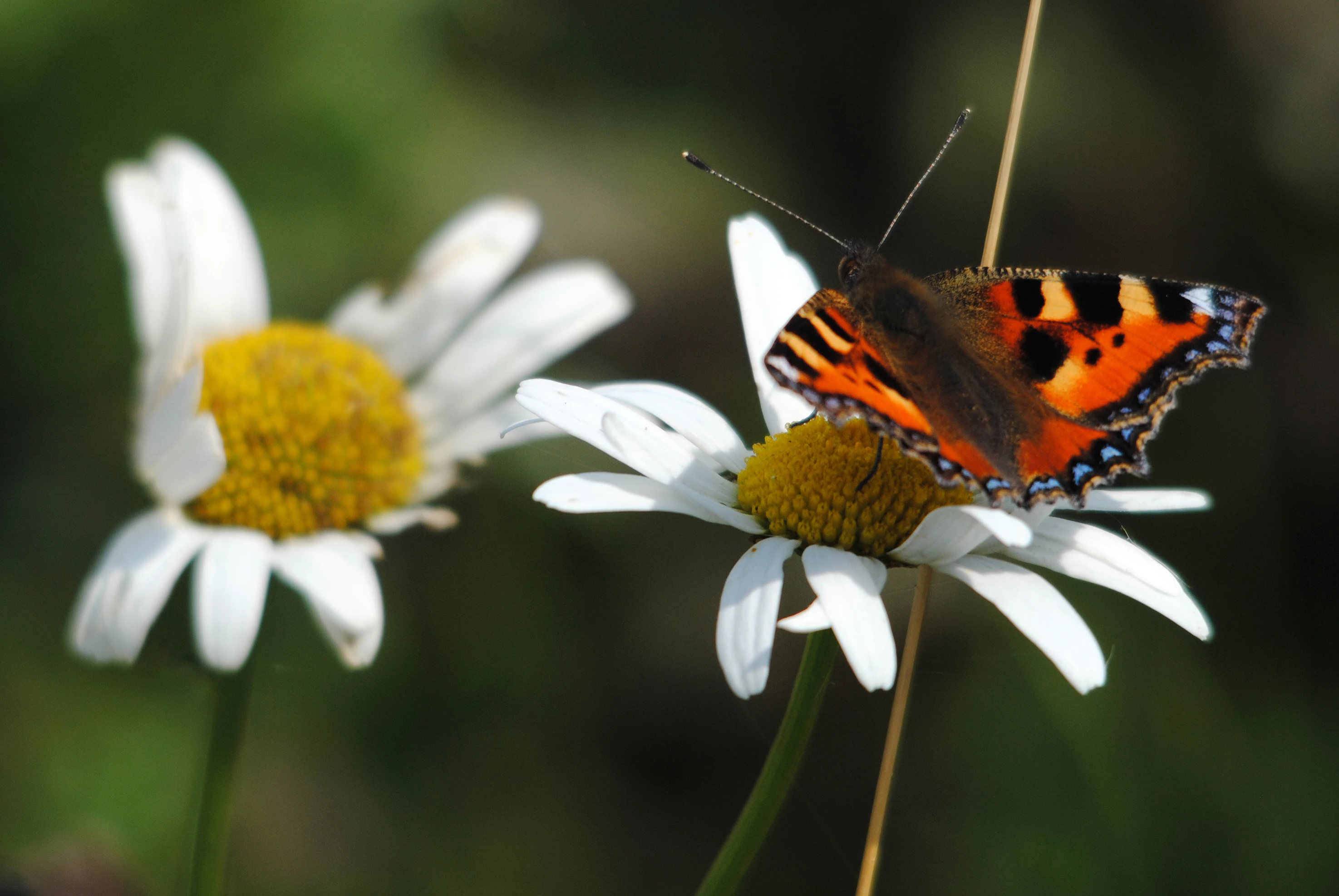 Small tortoiseshell butterfly