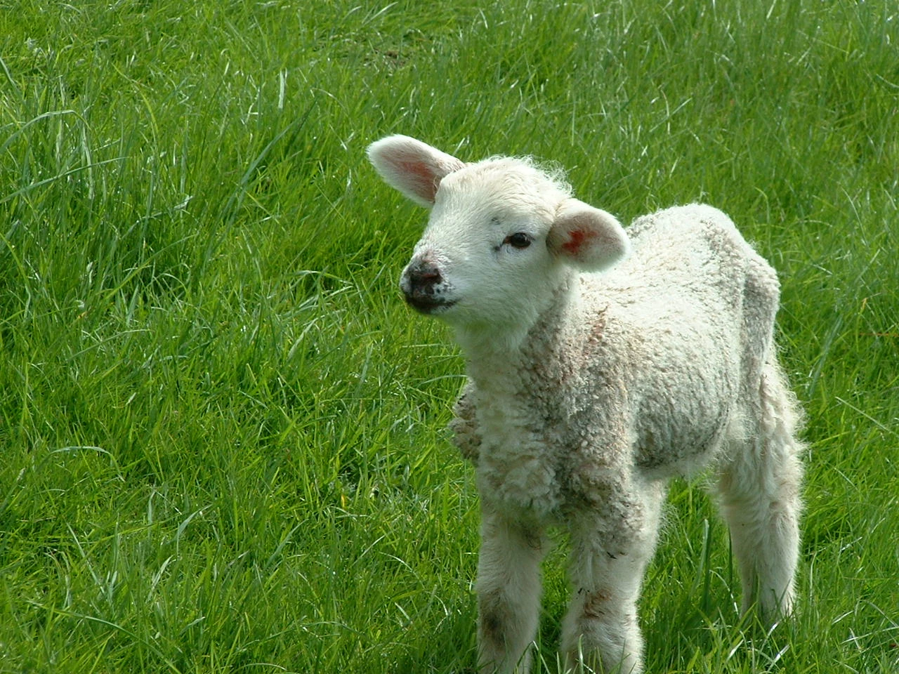 Lamb