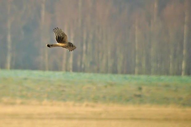 Hen harrier