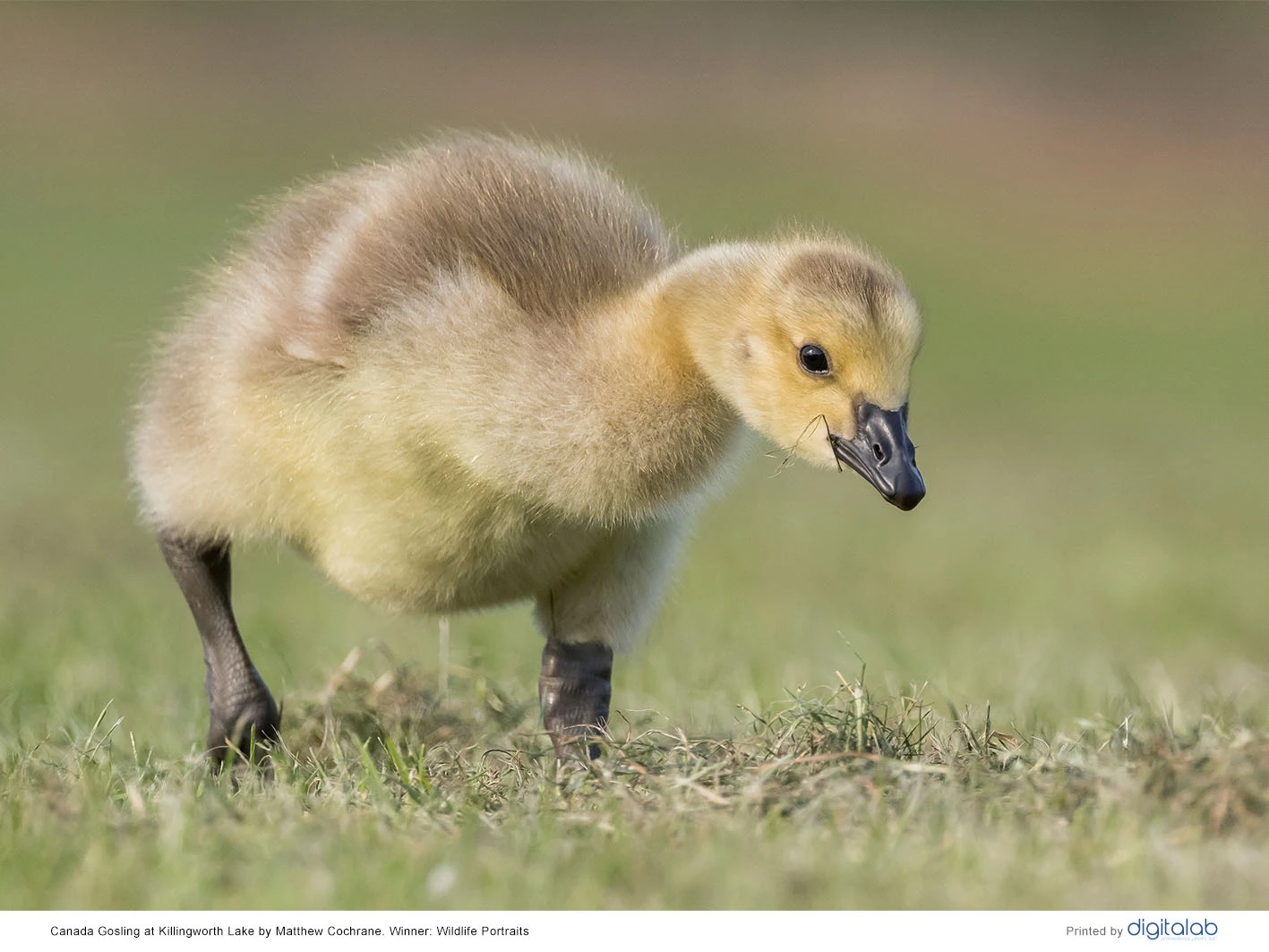 Canada gosling at Killingworth Lake, photo Matthew Smith