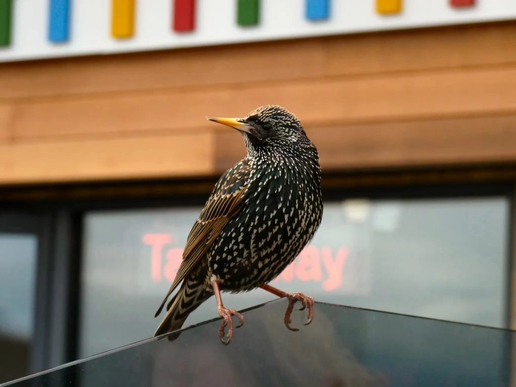 ‘Greedy Bird’ winning image in the 2016 Young Person’s Category, photo Hannah Bishop