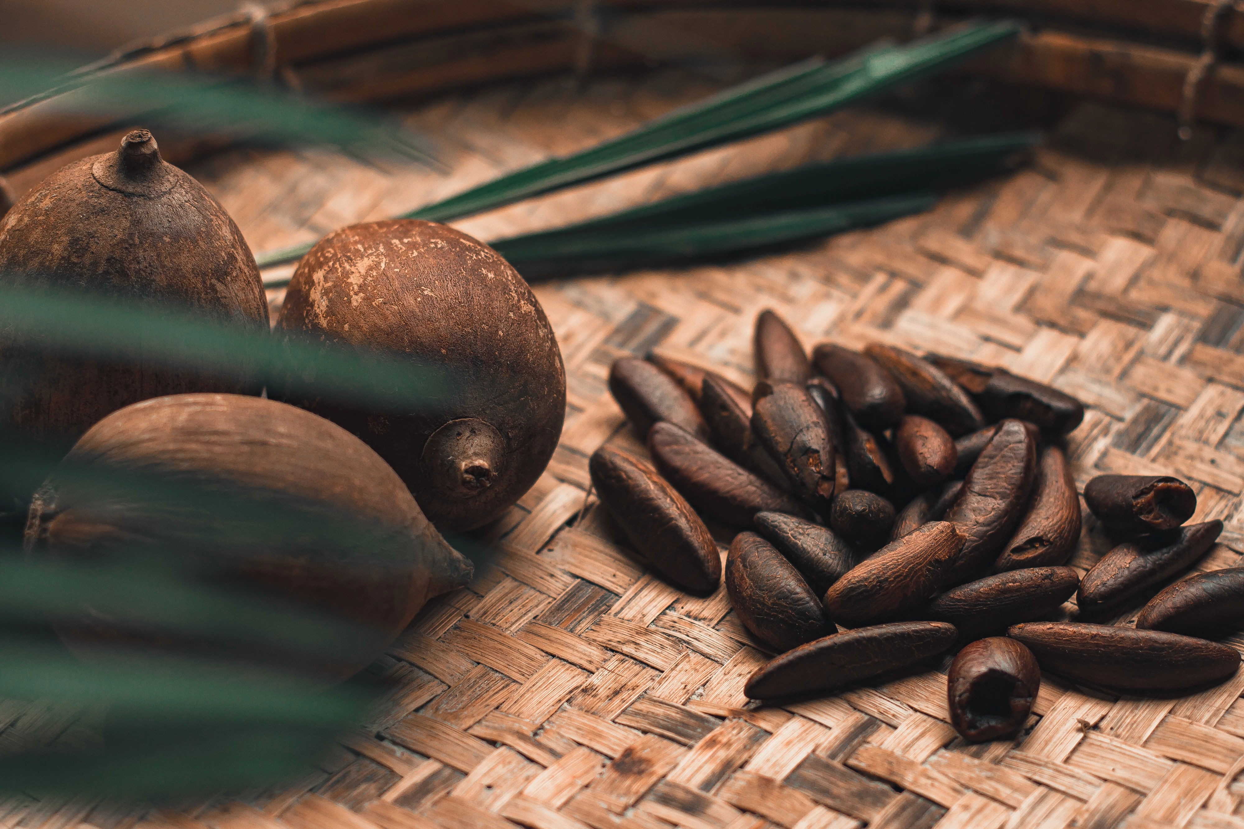 Cacao pods.