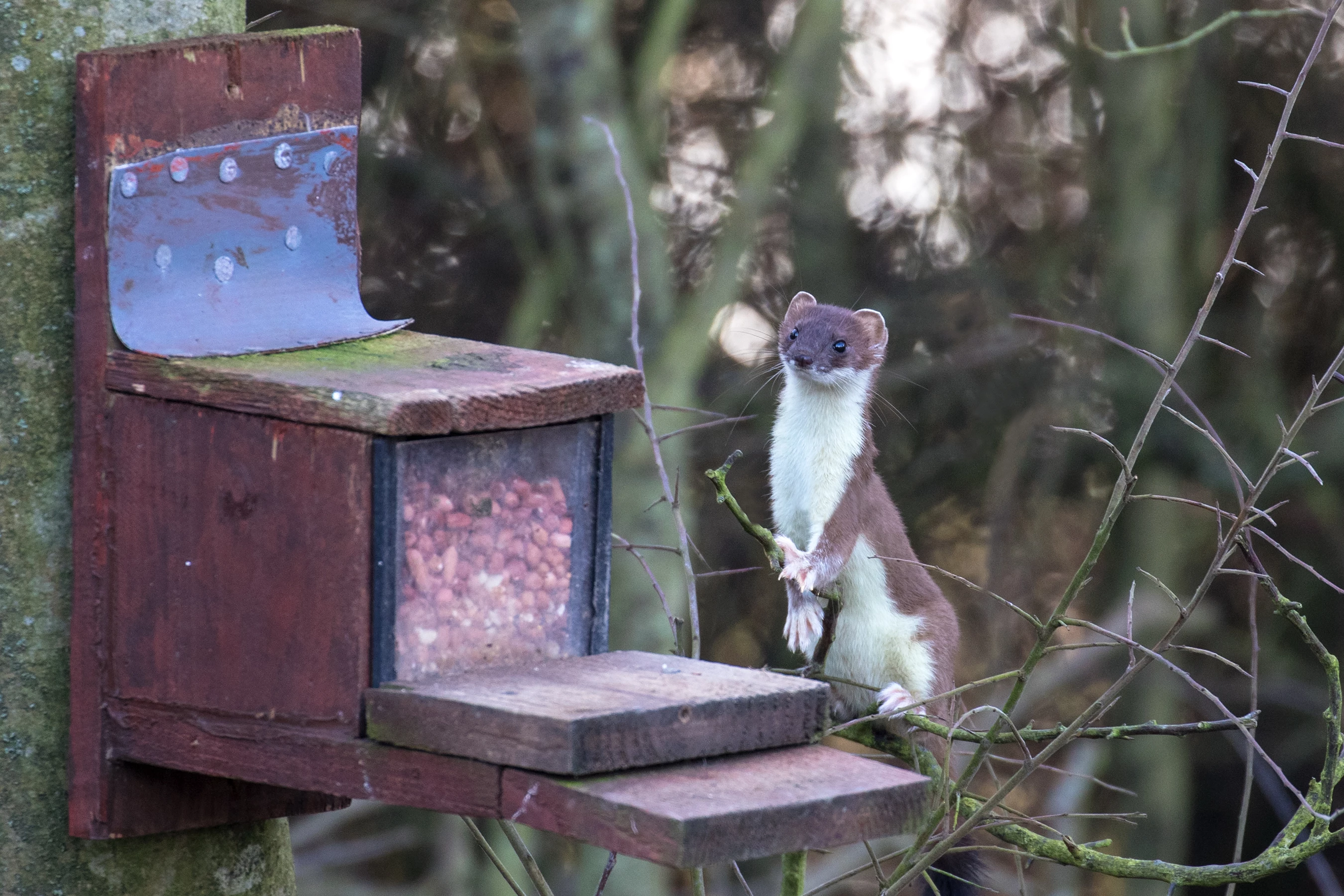 Stoat at Hauxley