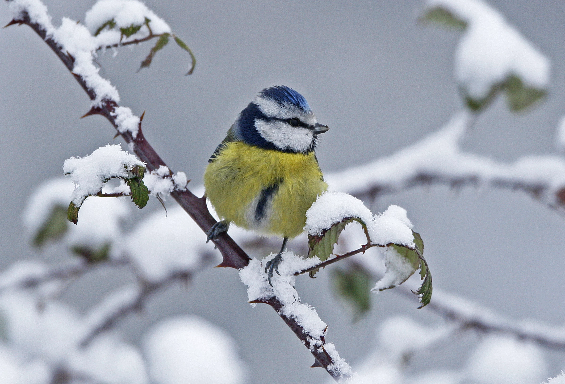 Blue Tit