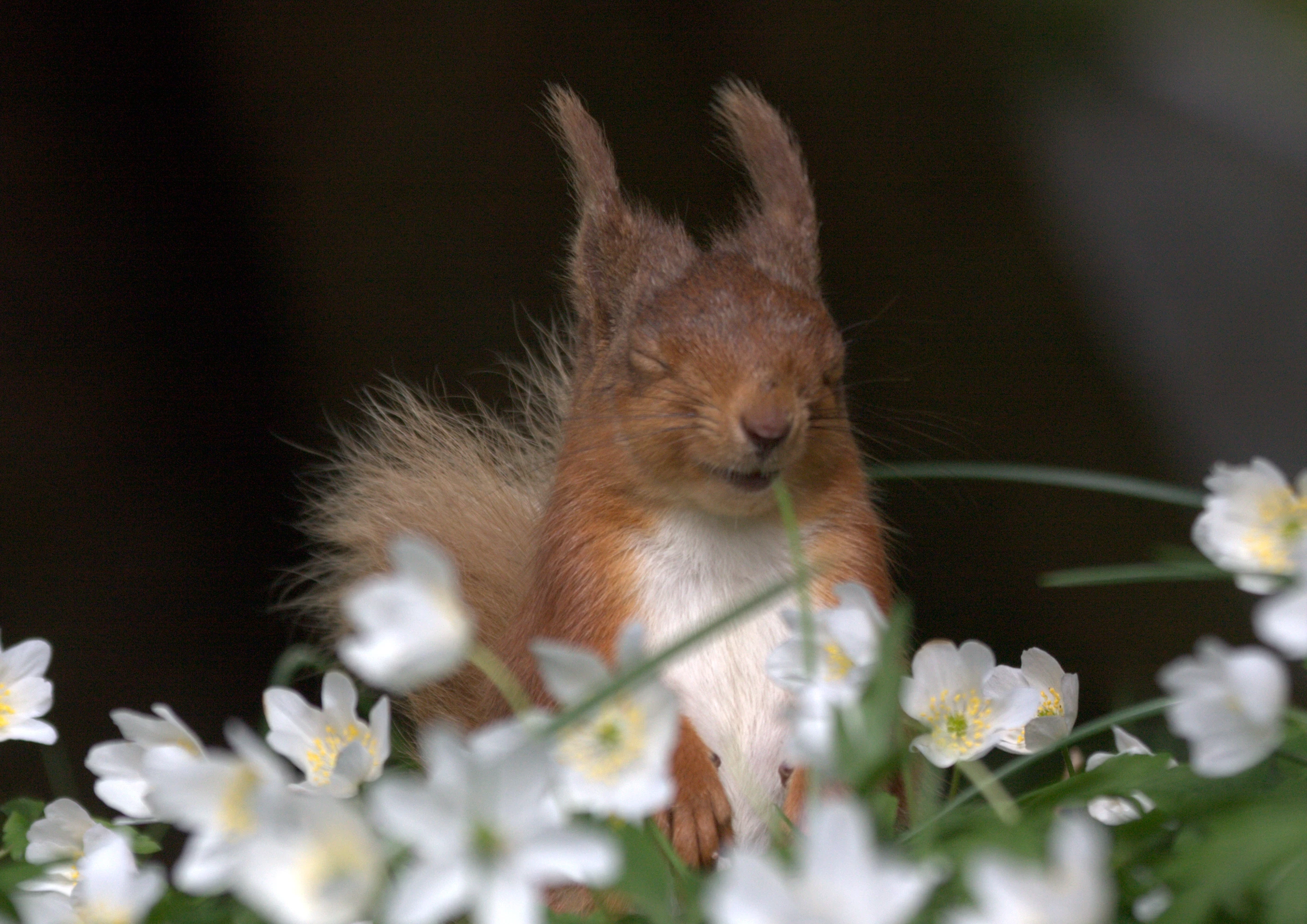 Sneezing squirrel