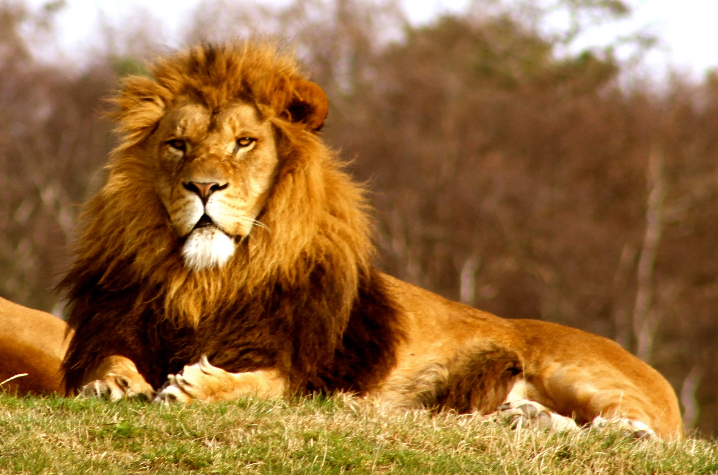 Yorkshire Wildlife Park