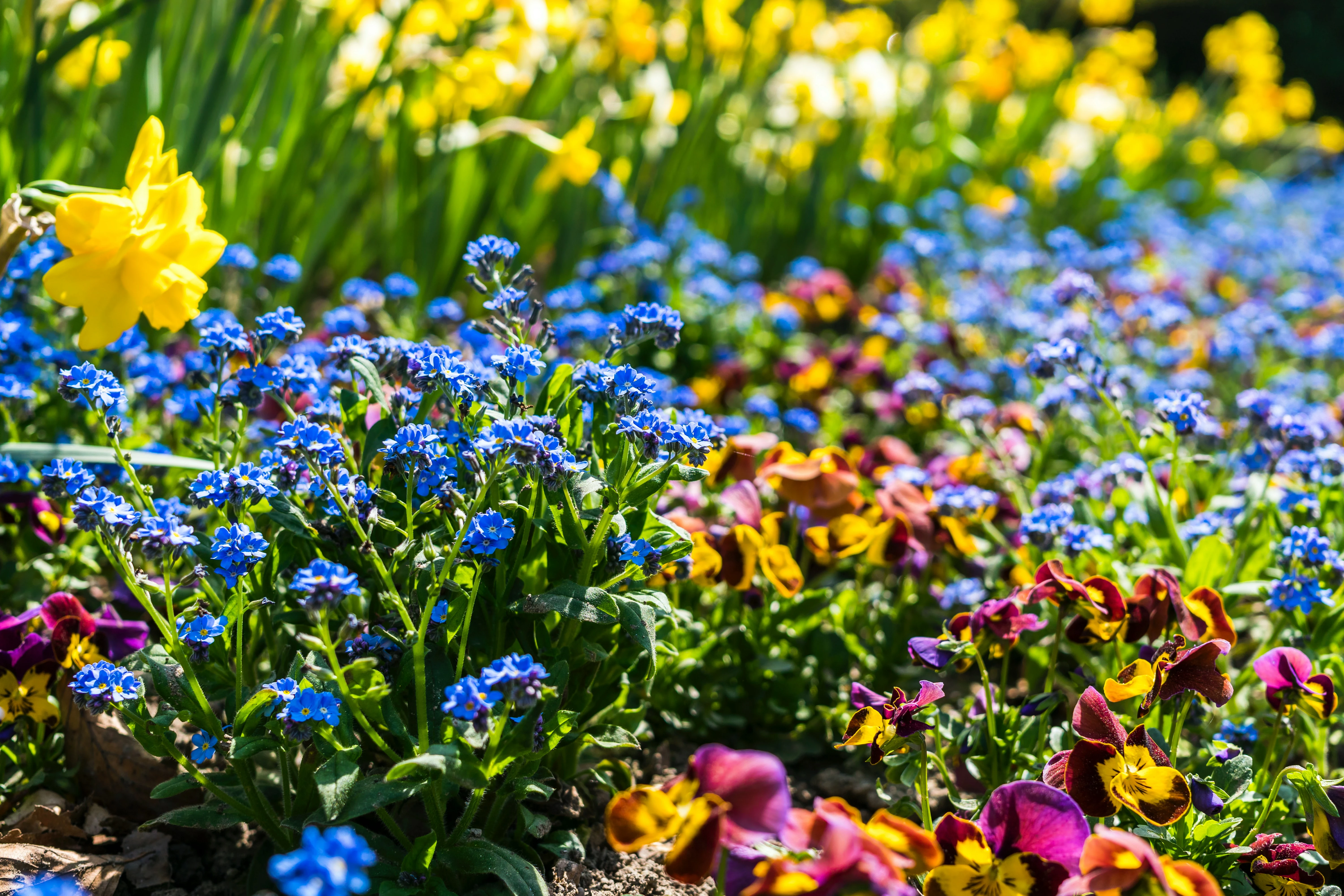 flowers