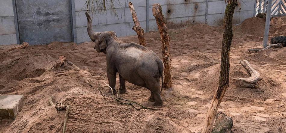 Project Elephant Base Camp includes the UK's largest elephant house