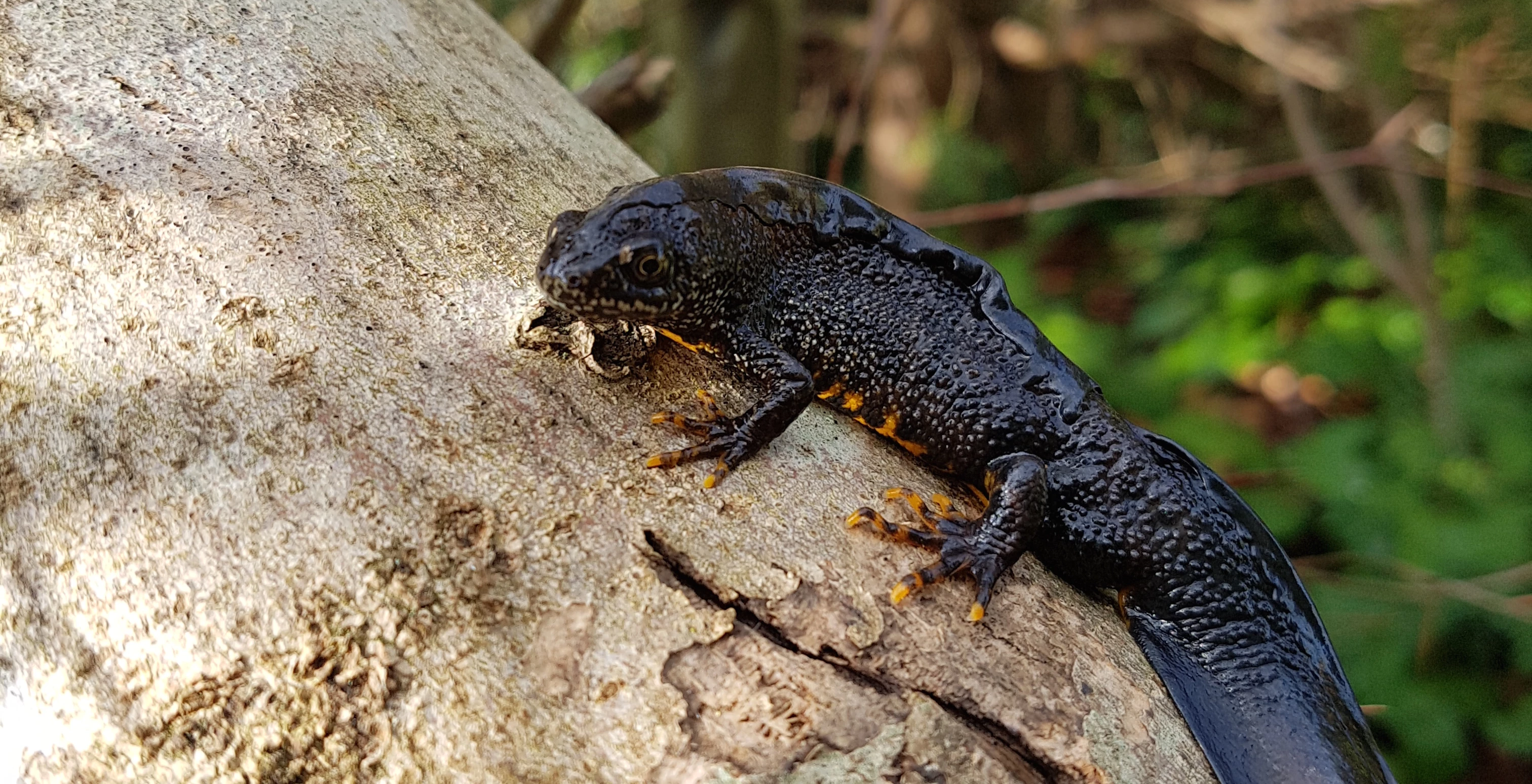 FPCR's services include detailed surveying for species like the great crested newt (pictured)