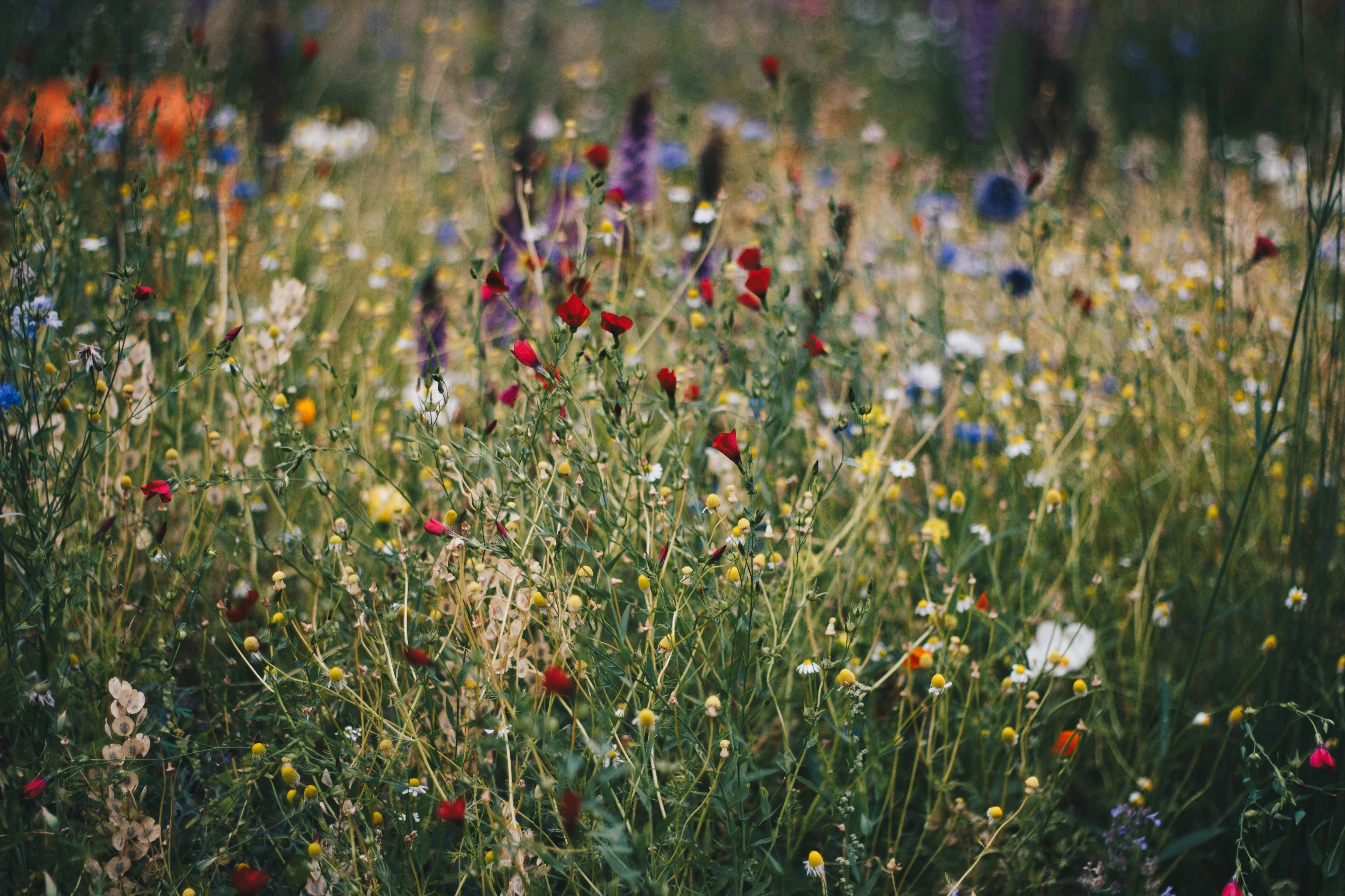 Photo by Kristina Paukshtite from Pexels