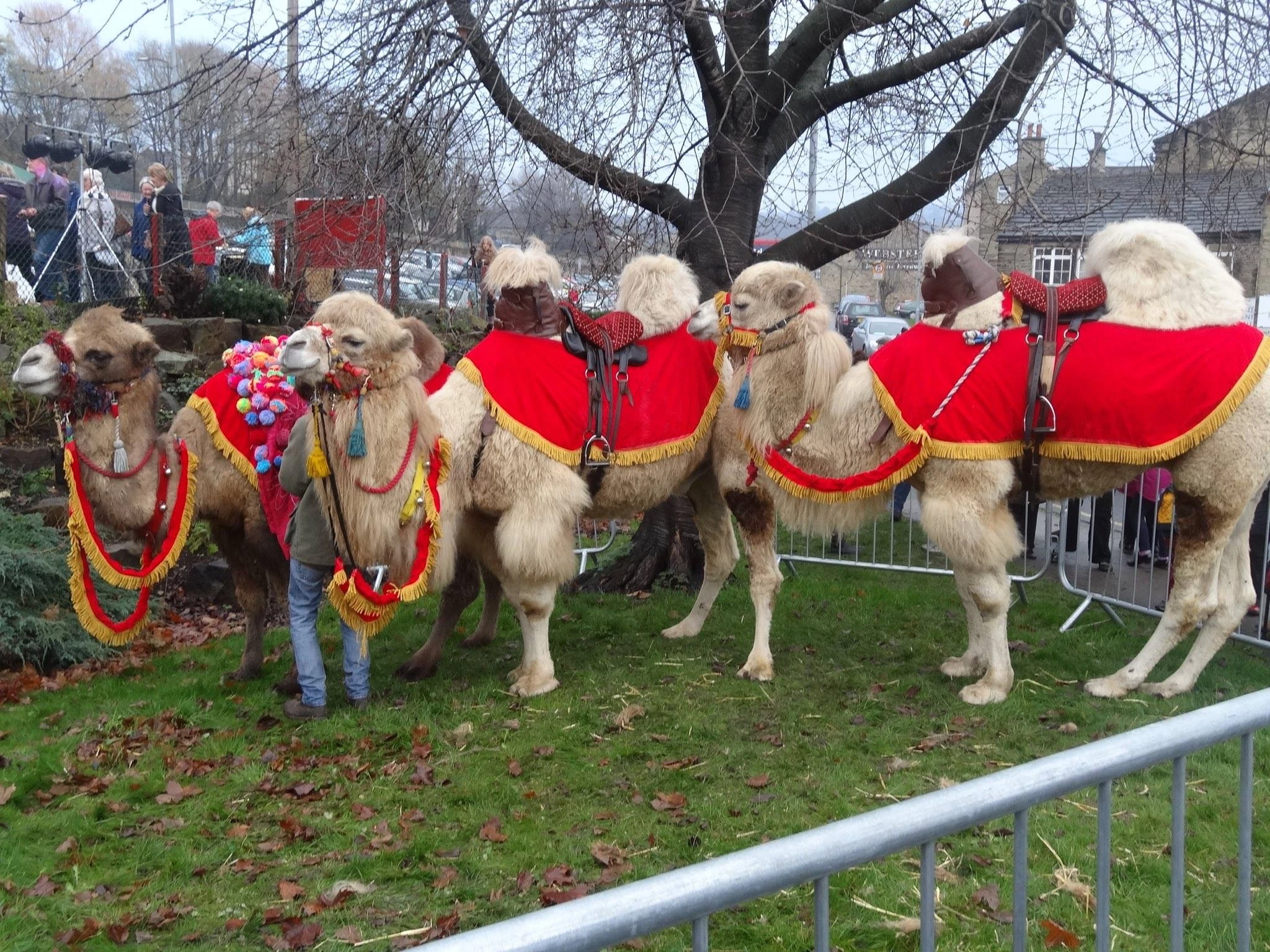 Camels