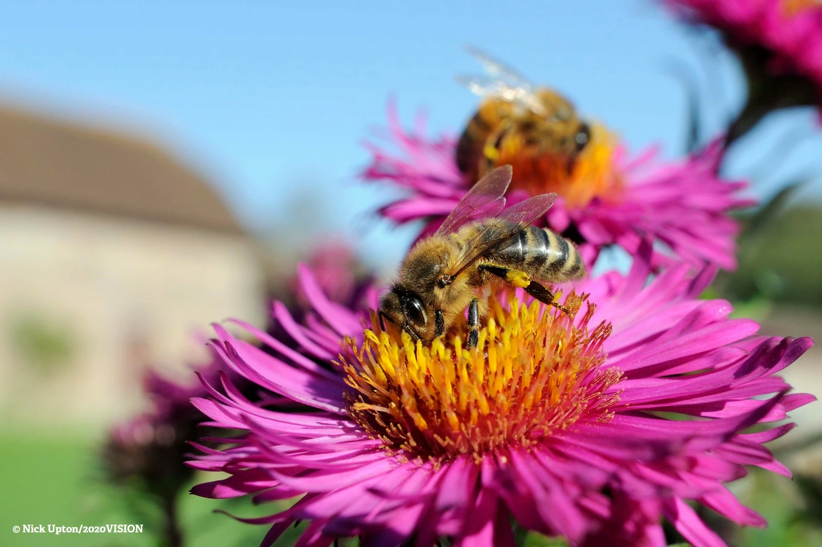 Bee on flower