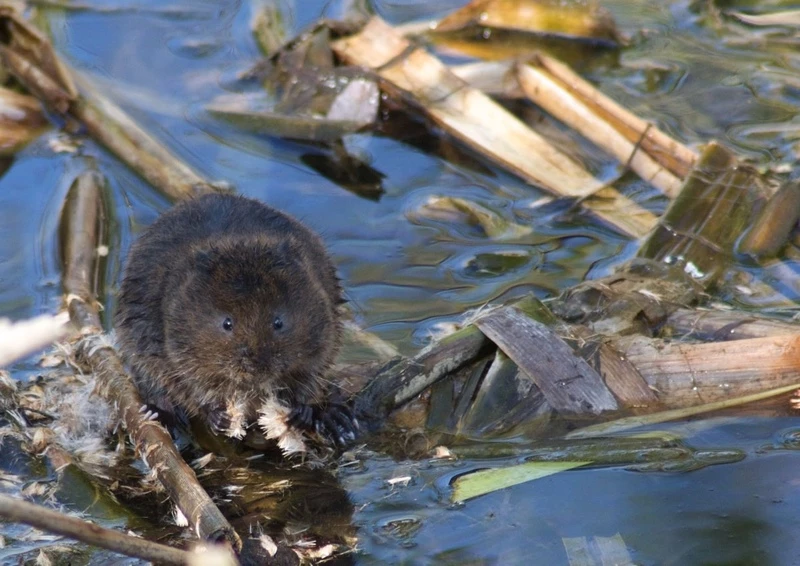 Water vole