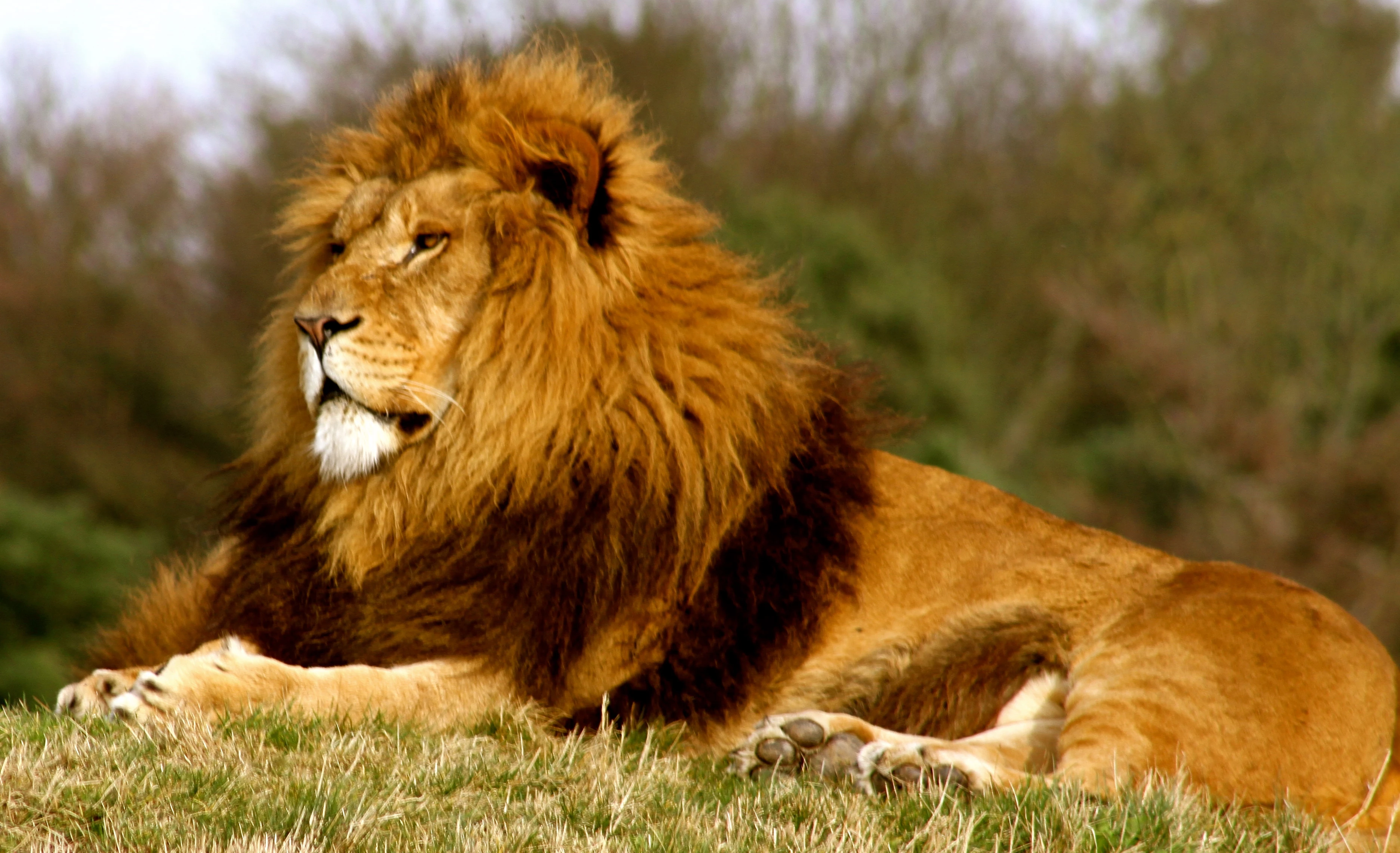 Yorkshire Wildlife Park