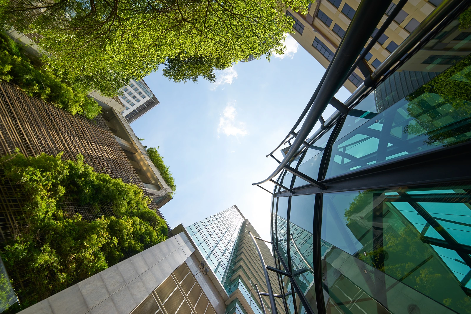 Looking up at trees and skyscrapers