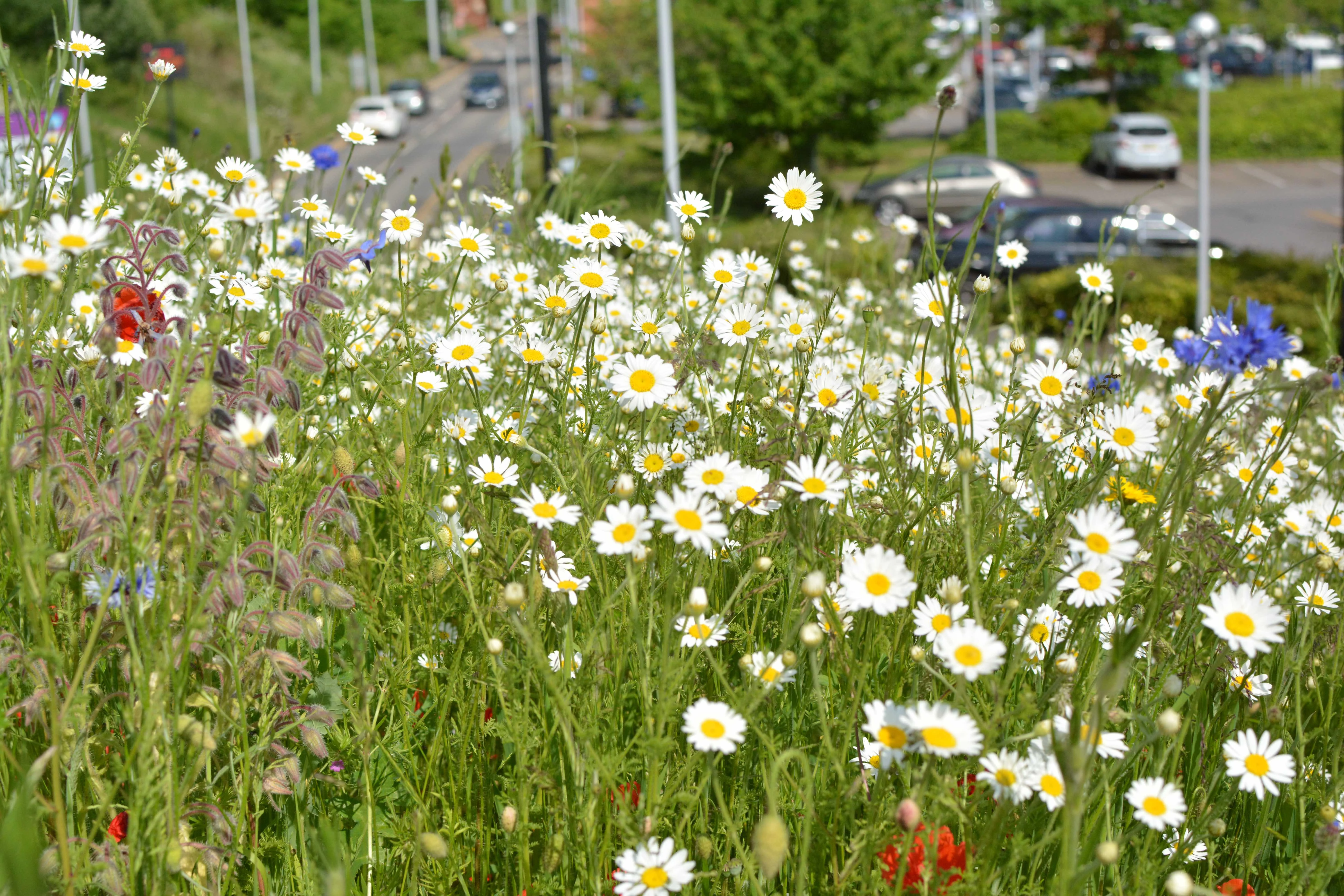 Crystal Peaks in Bloom