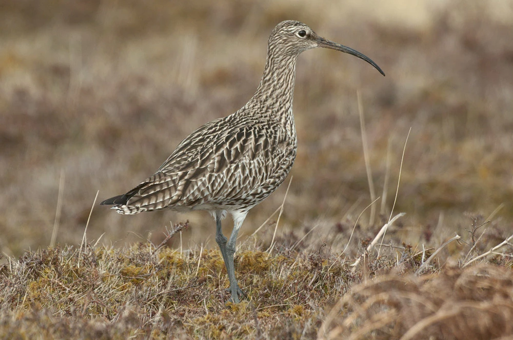 Curlew