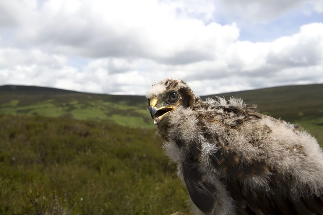 Hen harrier chick