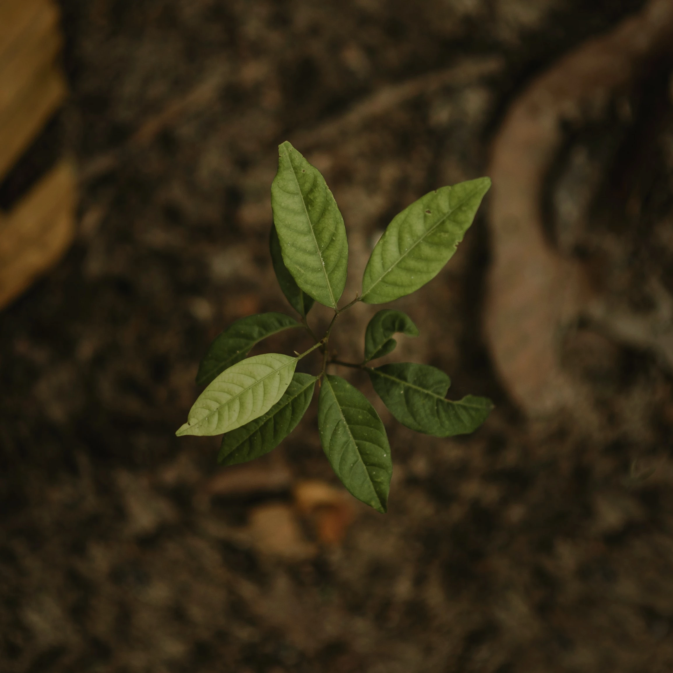 birdseye view of plant