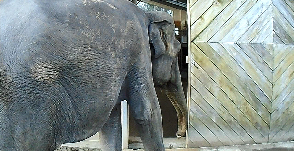 Valli the elephant and her new door hardware manufactured by P C Henderson