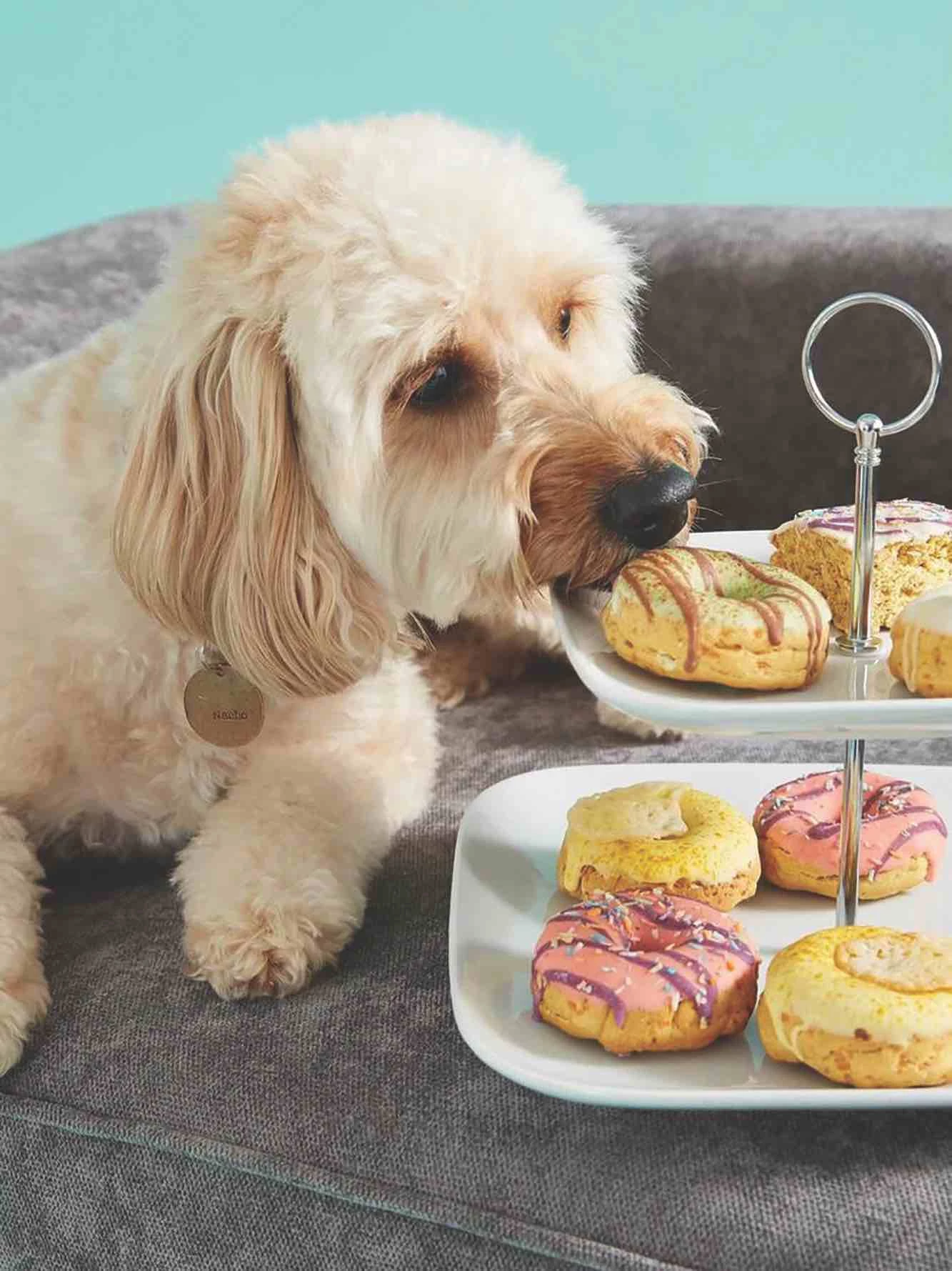 Liverpool ONE - The Original Dog Bakery