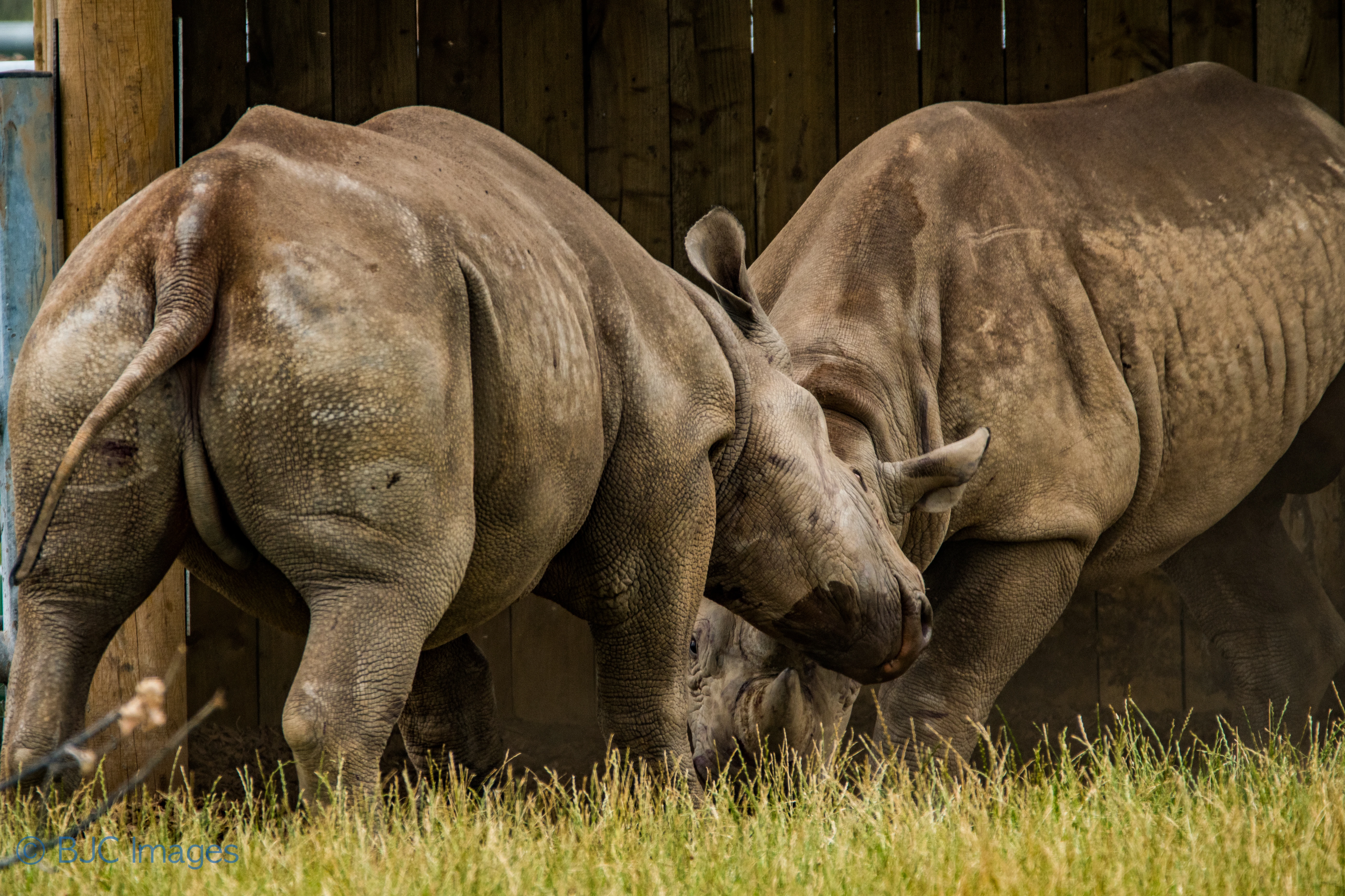 Rhinos - Yorkshire Wildlife Park - Sept 17