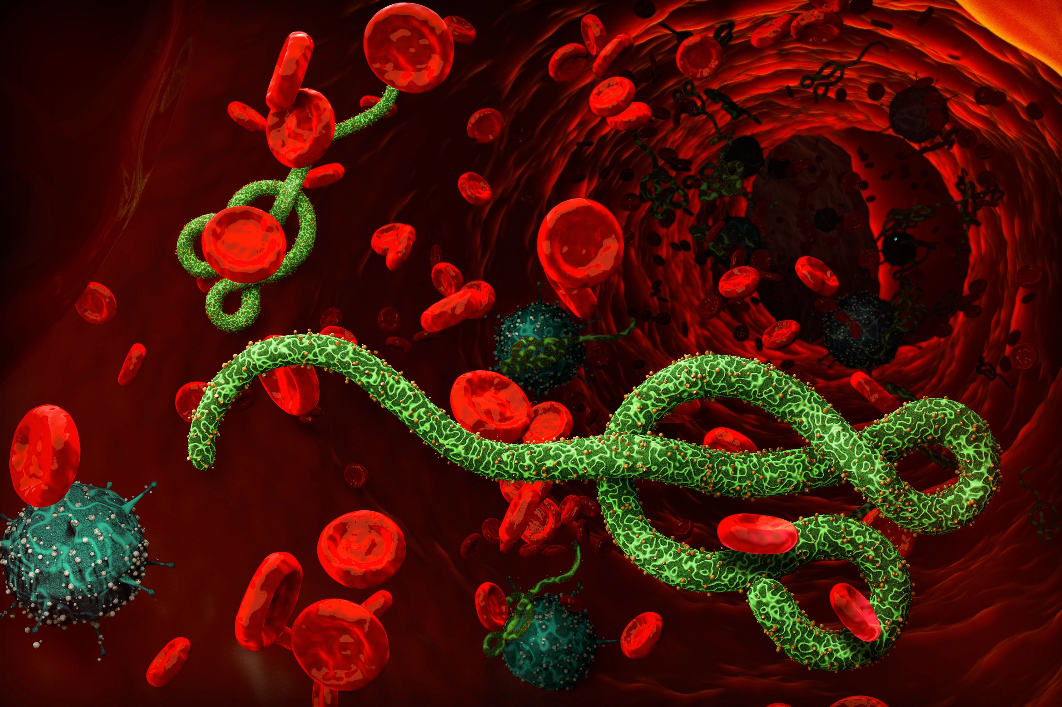 Ebola virus