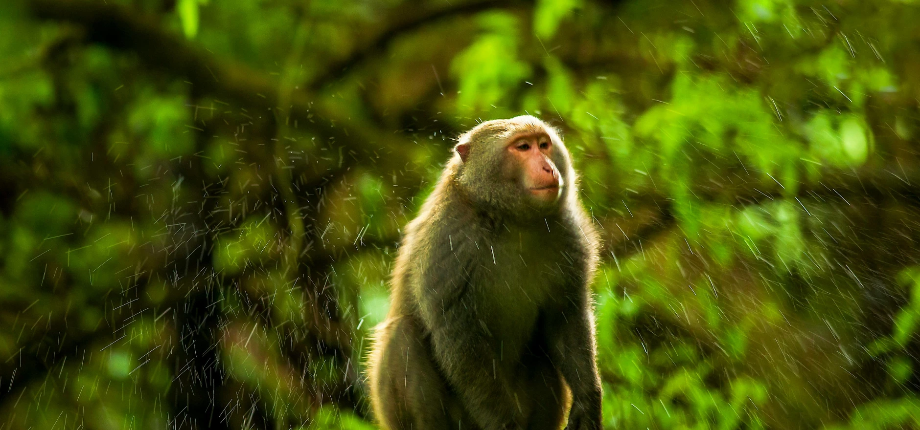 A Close-Up Shot of a Monkey