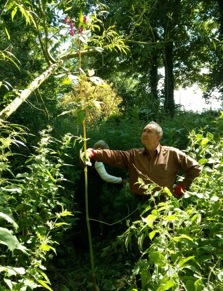 Northumberland Wildlife Trust Morris Selby with Himalayan balsam at Fencerhill Wood