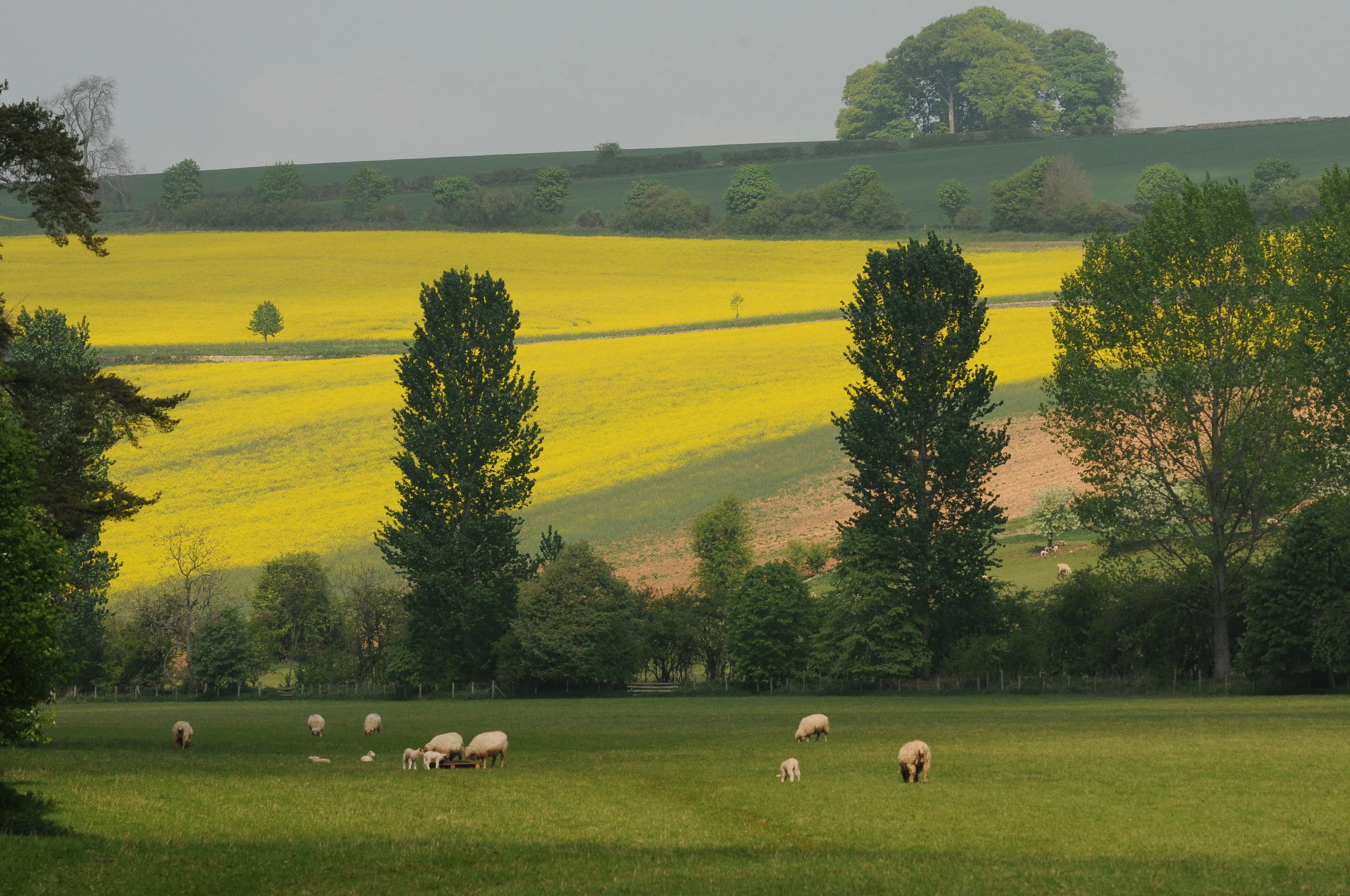 Farmland