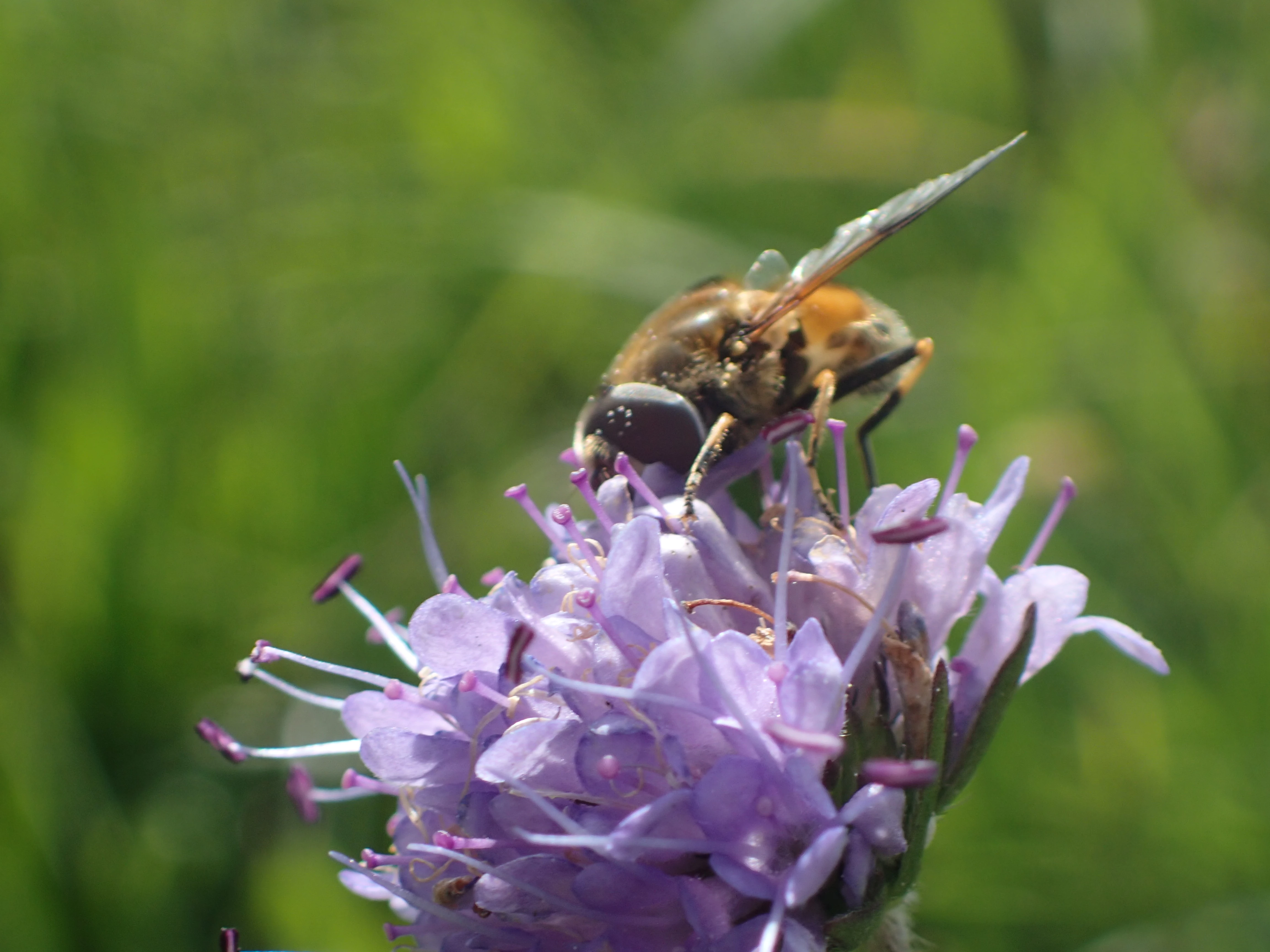 Bee on flower